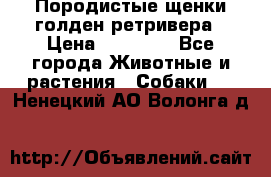Породистые щенки голден ретривера › Цена ­ 25 000 - Все города Животные и растения » Собаки   . Ненецкий АО,Волонга д.
